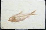 Knightia Fossil Fish - Wyoming #7566-1